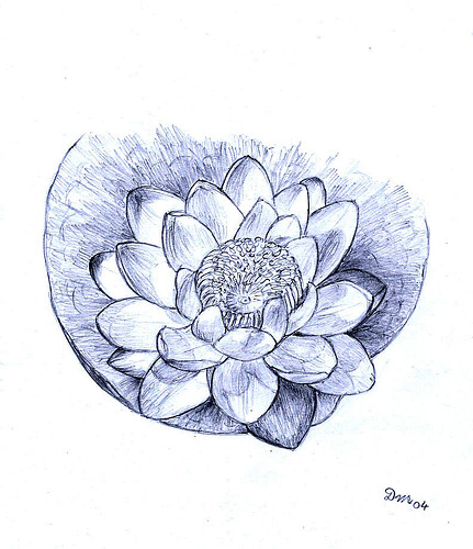 2004 Waterlilly from CapeYorkPeninsula - Drawing by Dana