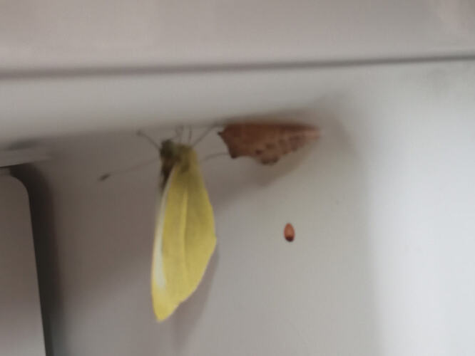 IMG_20260215_102234_929