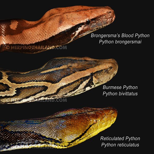 heads_pythons