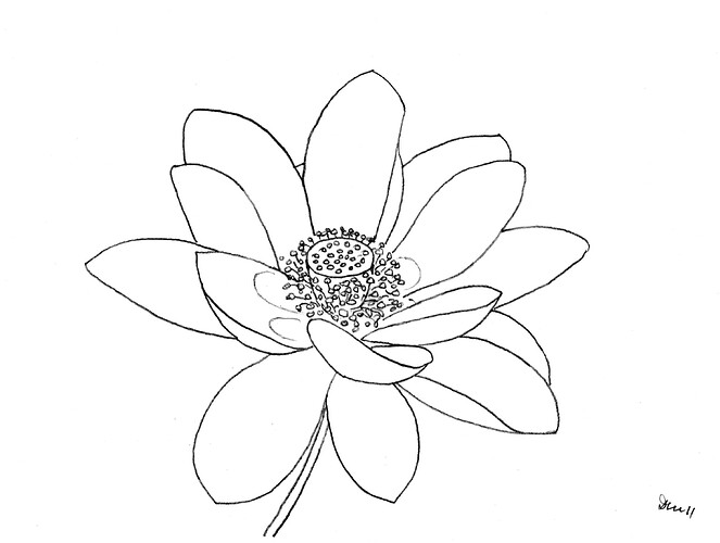 2011 Sacred Lotus - Drawing by Dana
