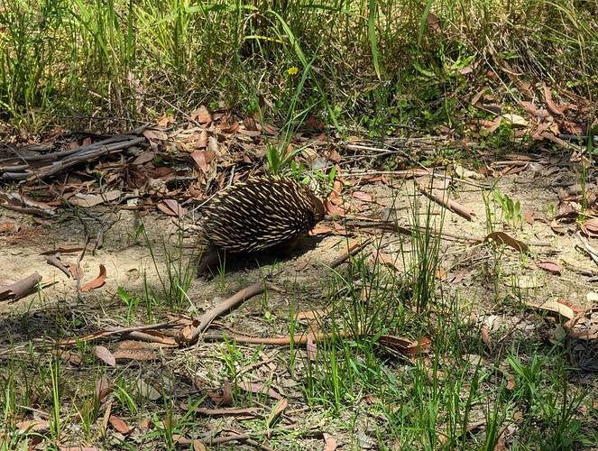 echidna