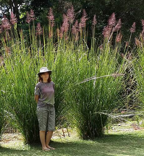 Vetiver_grass