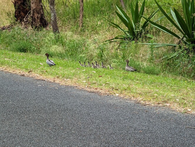 ducklings