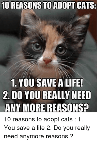 10-reasons-to-adopt-cats-1-you-save-a-life-37529728