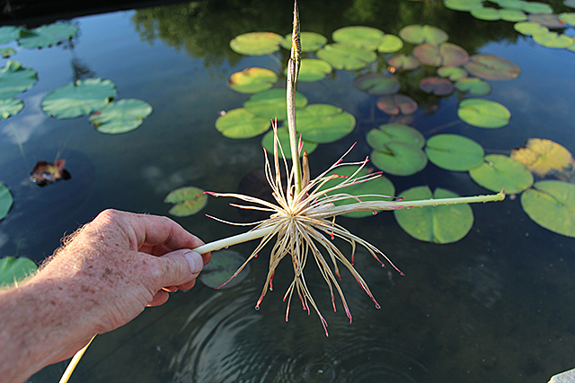 Lotus Root